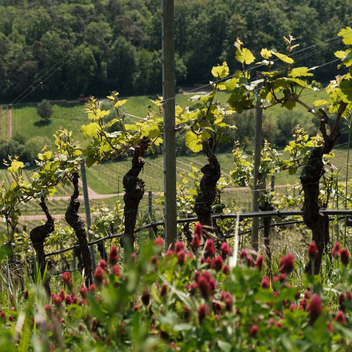 Nachhaltiger Weinbau – Back to the Roots oder Greenwashing?