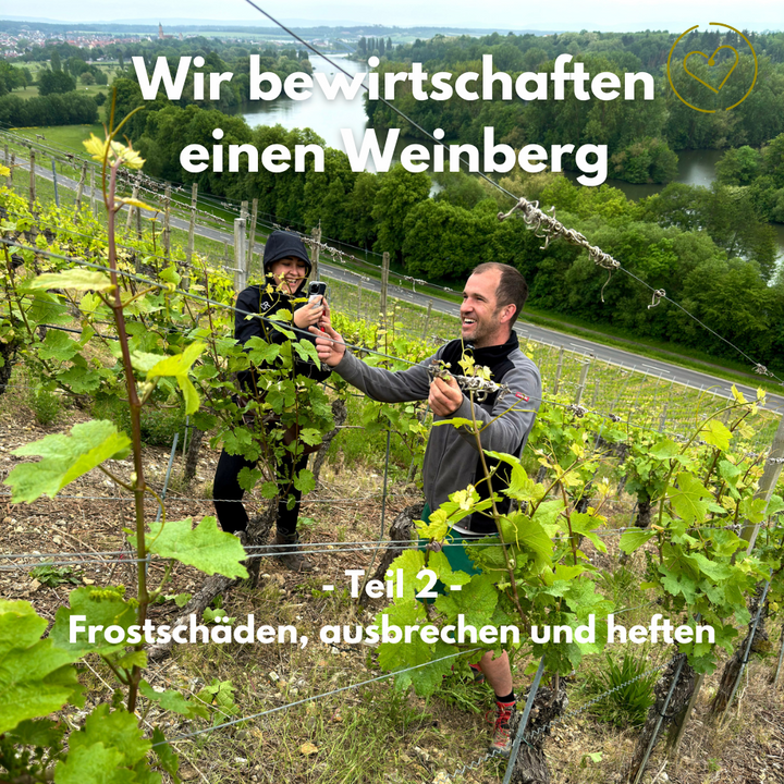 CR Weinberg Volkacher Ratsherr