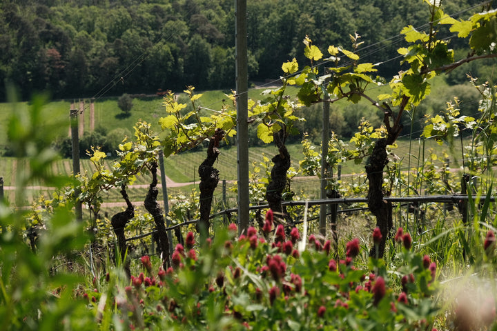 Nachhaltiger Weinbau – Back to the Roots oder Greenwashing?